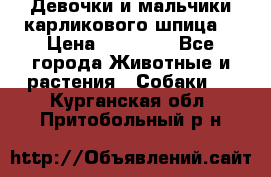 Девочки и мальчики карликового шпица  › Цена ­ 20 000 - Все города Животные и растения » Собаки   . Курганская обл.,Притобольный р-н